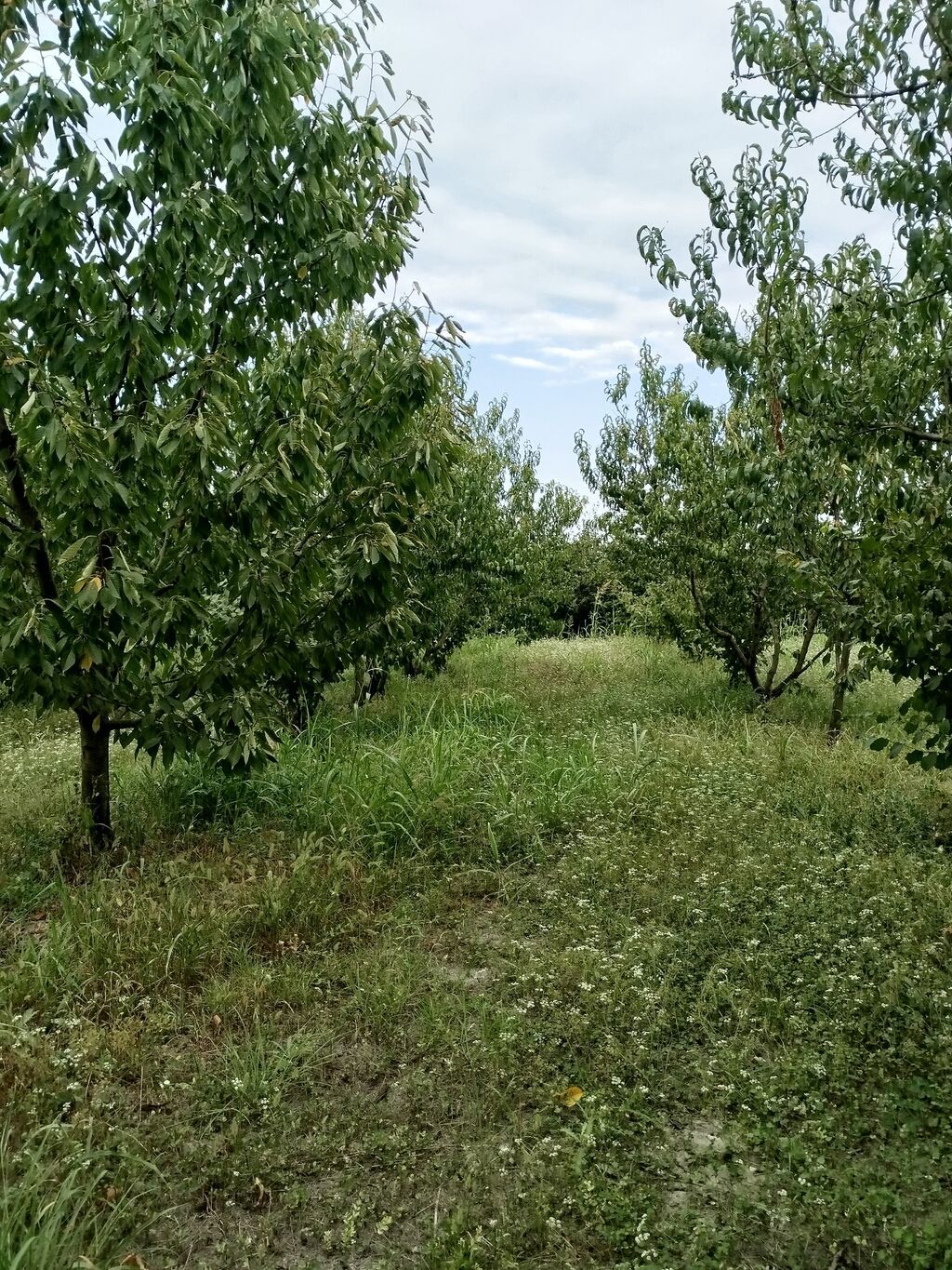 Kənd təsərrüfatı — Torpaq, Xaçmaz (2)