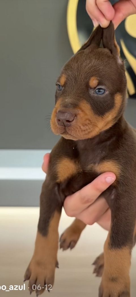 Doberman balları — Bakı