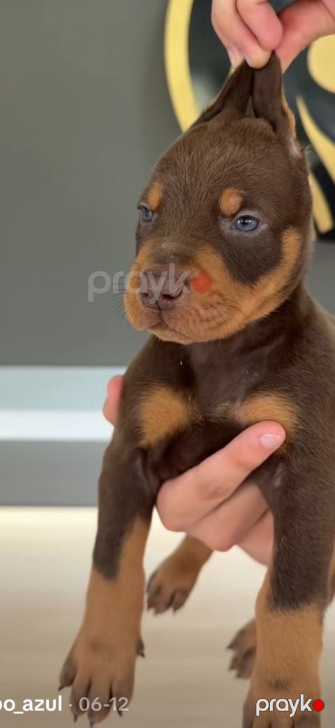 Doberman balları — Bakı