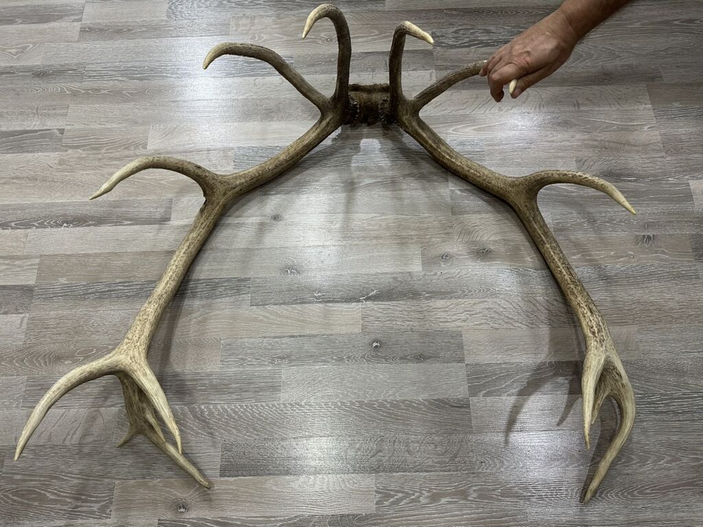 Böyük doğal maral buynuzu kompoziti (tam cüt) - Nadir, iri ölçülü cüt — Mallar, Digah (3)