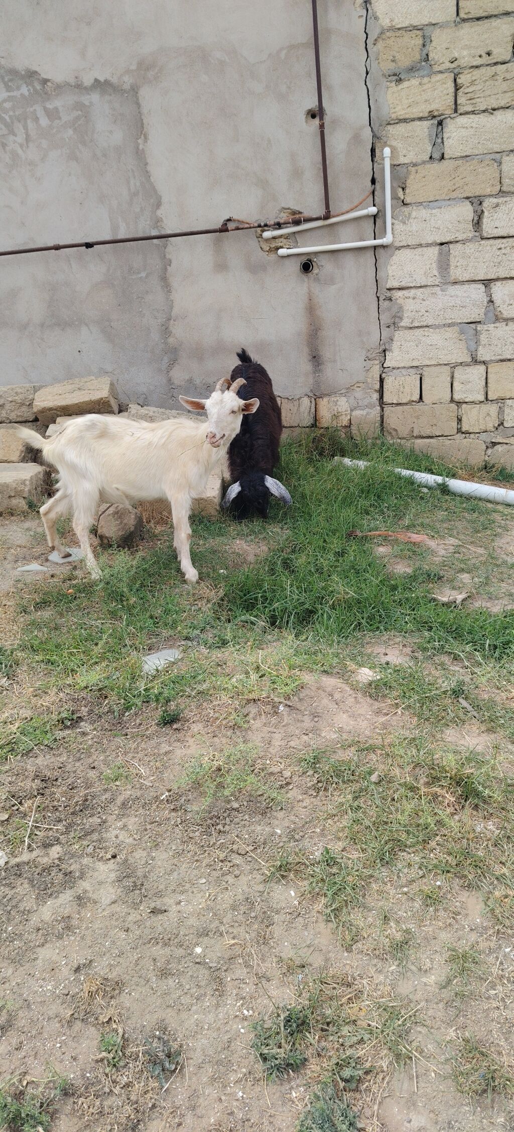 Sarı bogazdı 1 ci qarın el kecileridi Məhsul təsviri: - Ağ və bej — Heyvanlar, Xırdalan (9)
