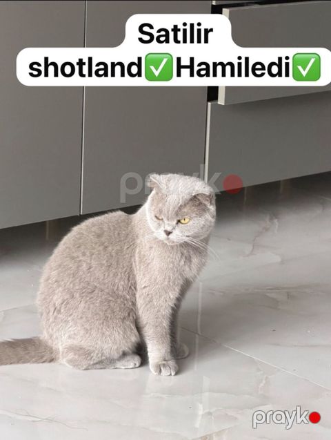 Şotland, Dişi