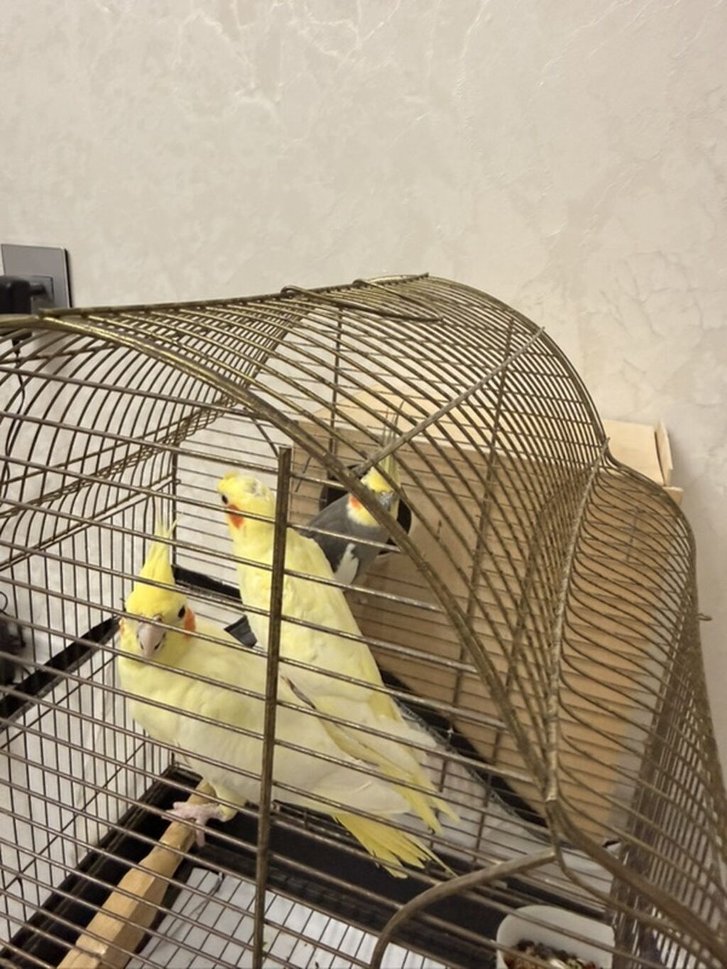 Nimfa (Cockatiel) papuqayları – evdə saxlanılan dekorativ quşlar — Quşlar, Quba (4)