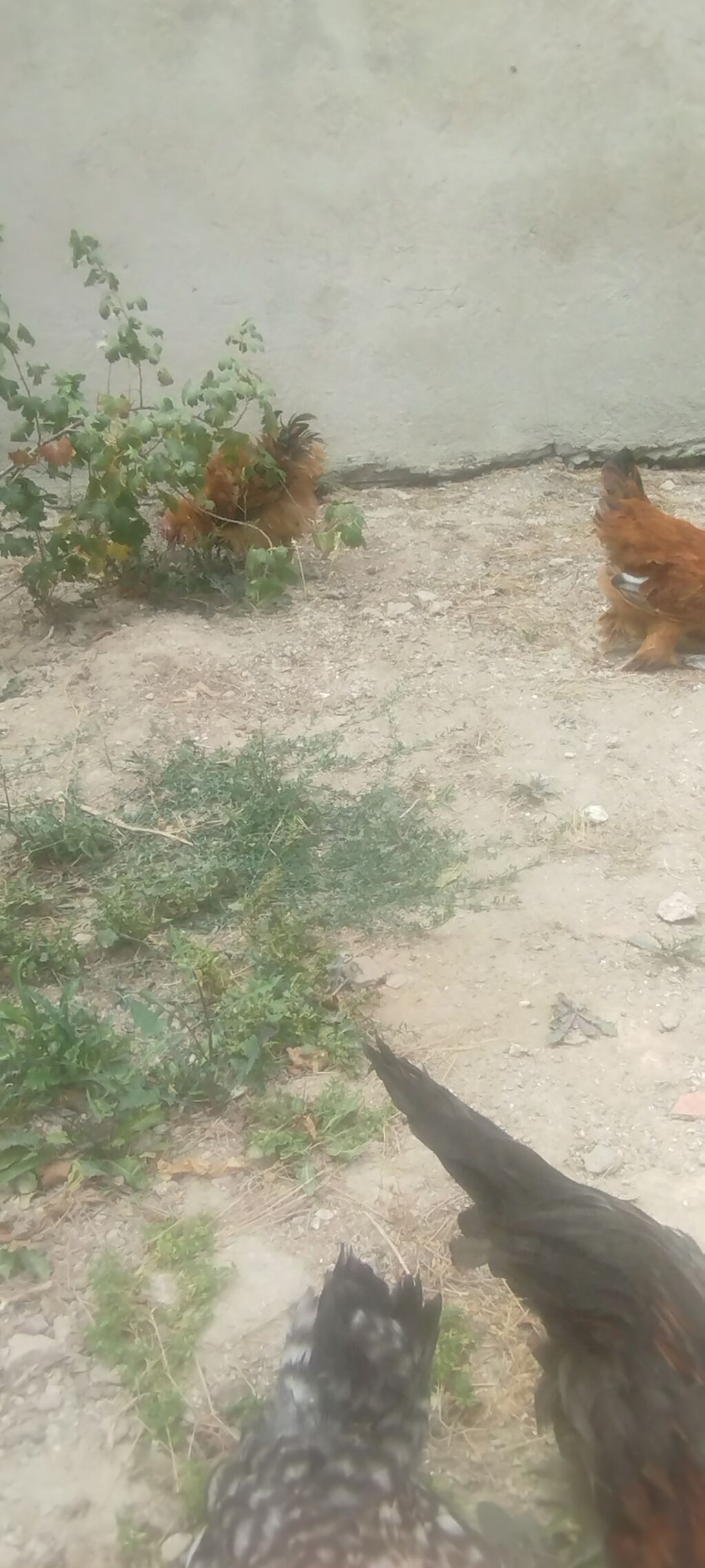 Cəmi 4 eded cavan kənd xoruzlar idi tecılı satilirMəhsul: Yerli — Heyvanlar, Digah (5)