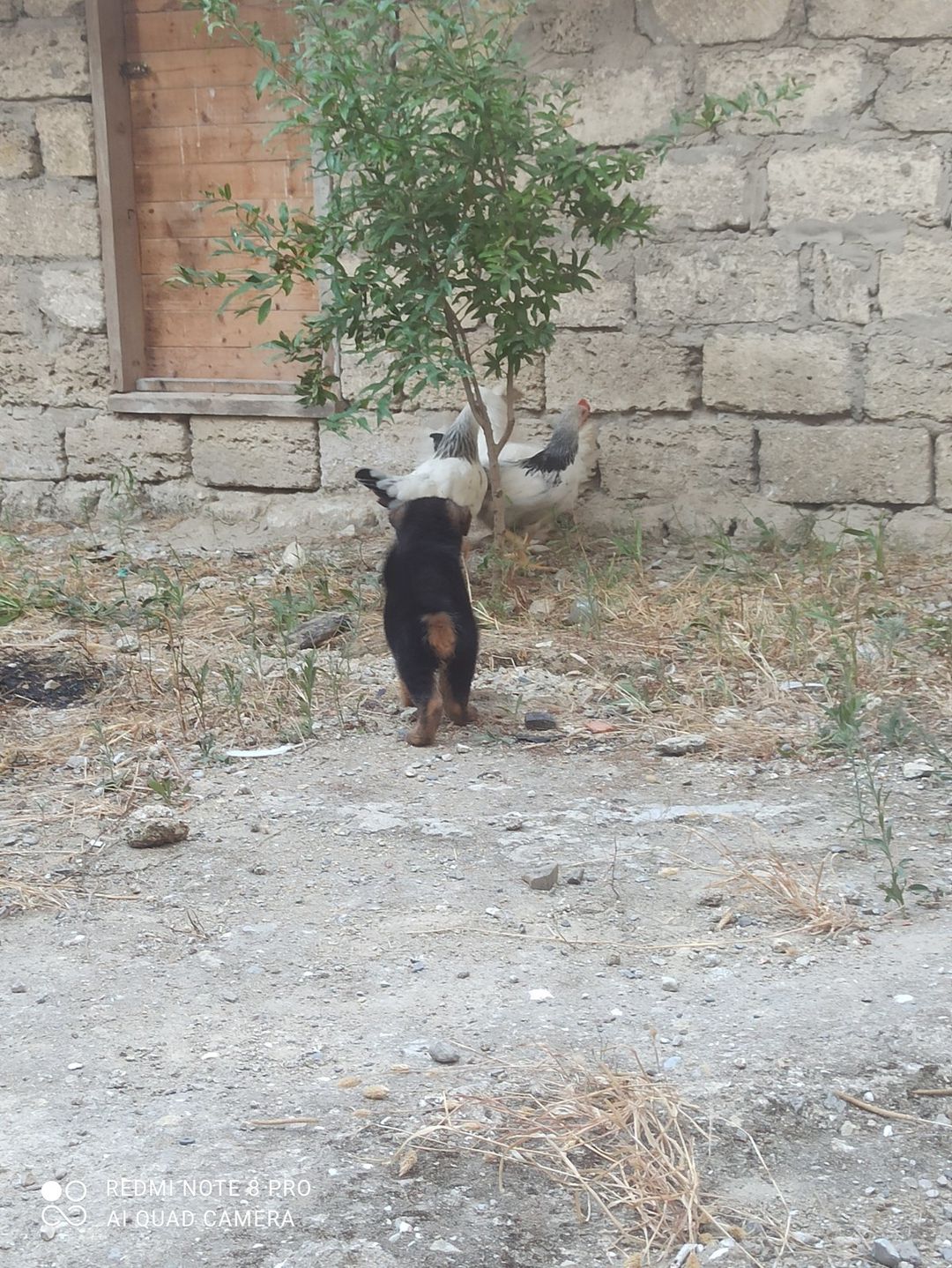 Alman ovçarkası balası — Heyvanlar, Bakı (2)