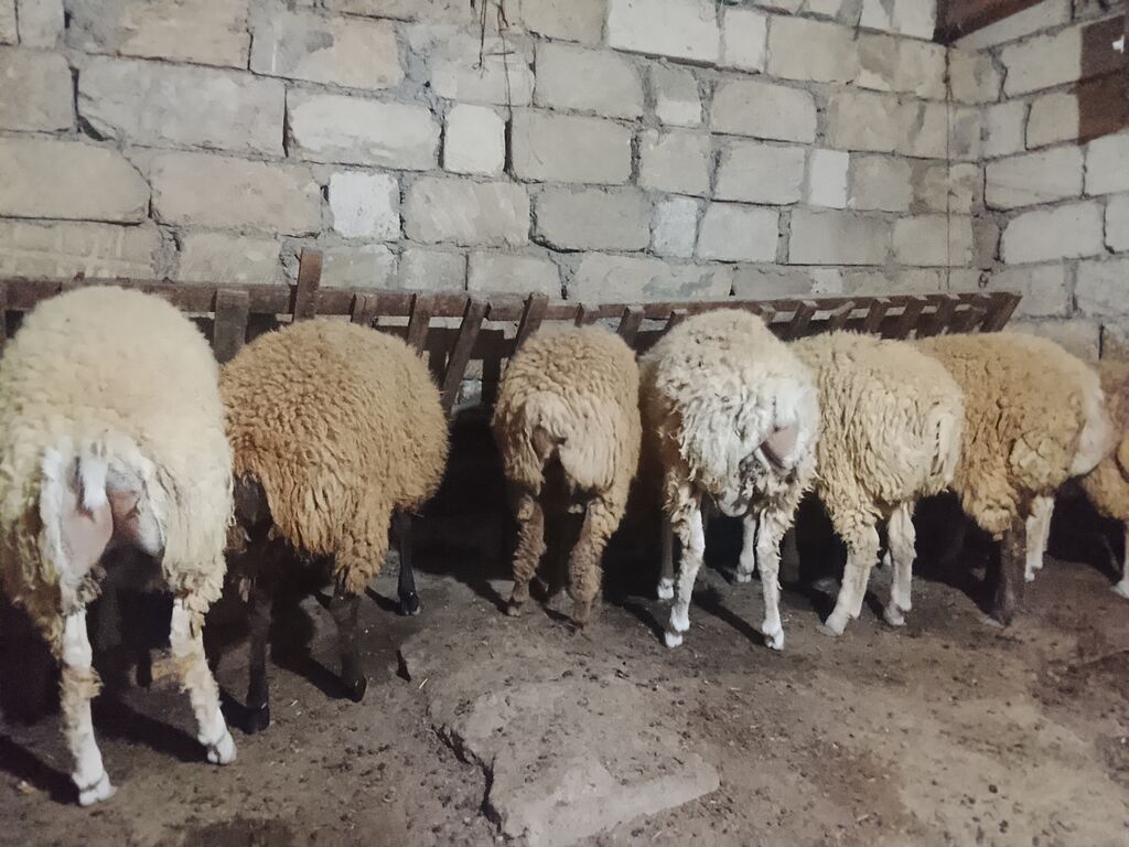 Qoyun sürüsü – ev şəraitində saxlanılır - Yerli cins ana qoyunlar — Heyvanlar, Qobu (3)