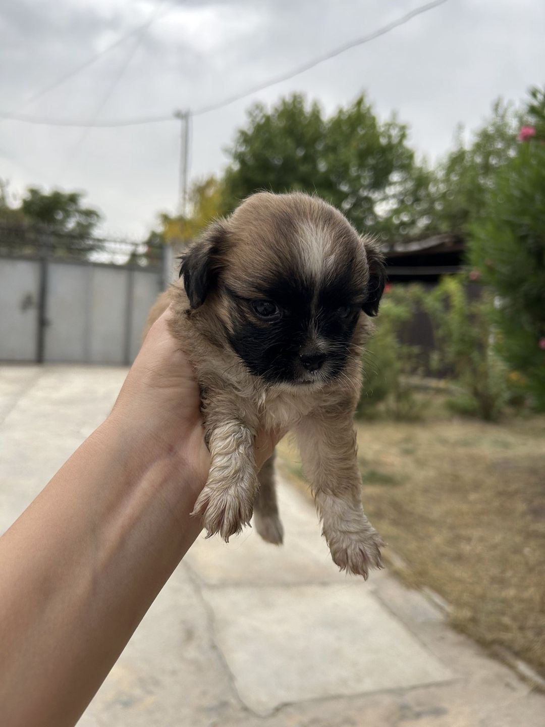 Pekines balası — Heyvanlar, Saatlı (4)