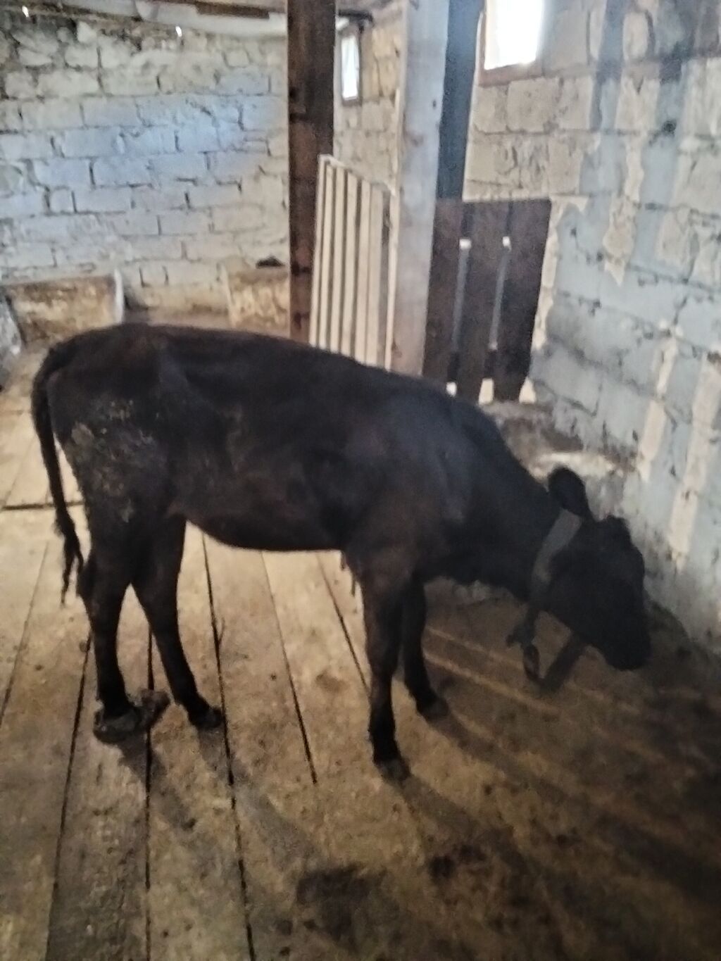 satılır dışı anqus - Növ: iri buynuzlu heyvan, qara rəng — Heyvanlar, Digah (3)