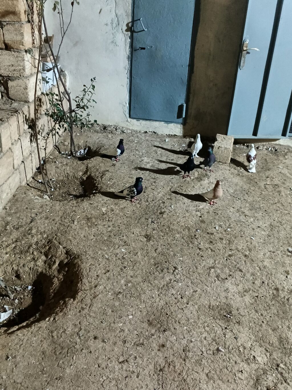 7 dənə qiymət 150 manat — Quşlar, Bakı (3)