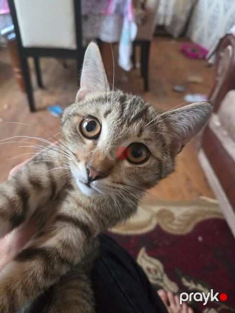 Tabbi, Yaxşı əllərə