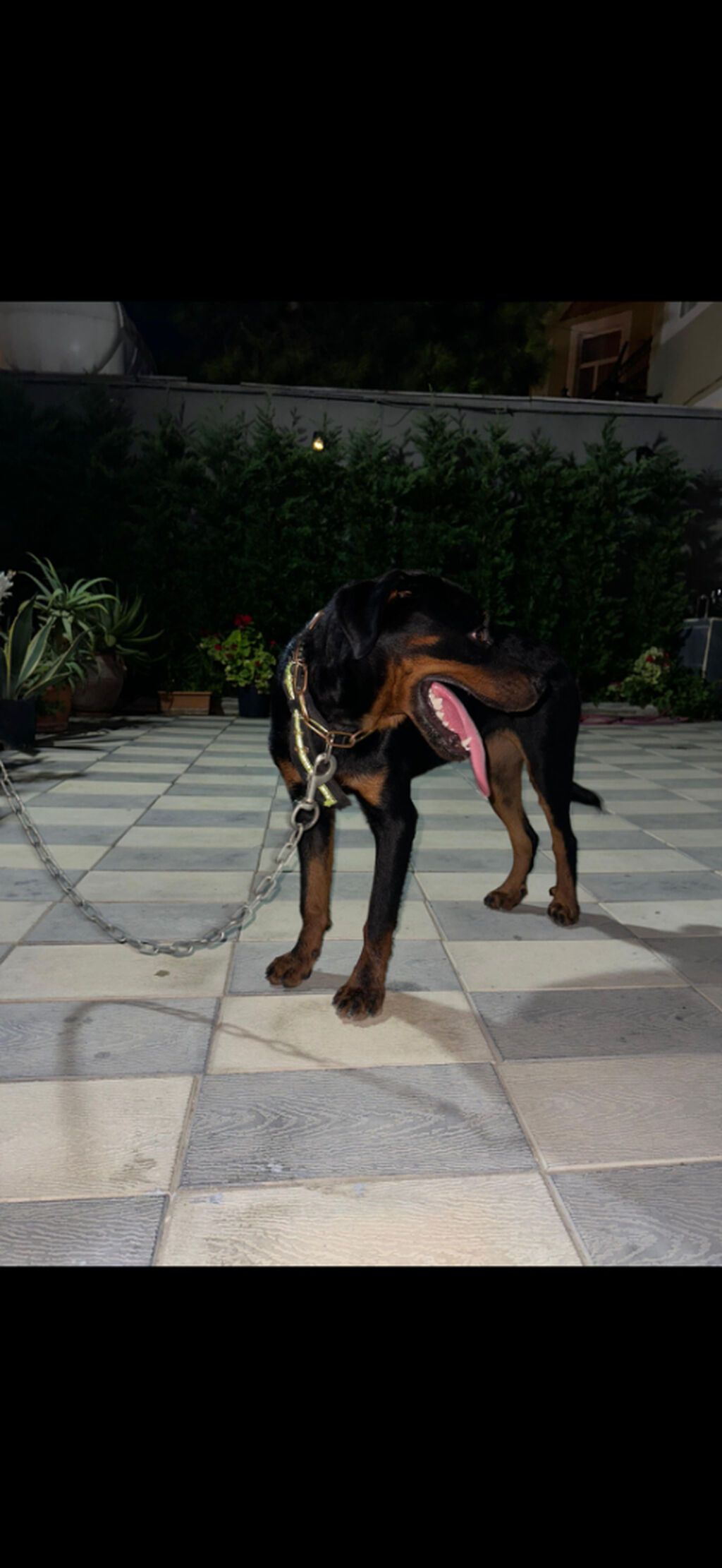 Rotveyler, 6 ay, Dişi — Heyvanlar, Bakı (2)