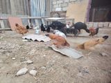 Qarışıq yerli toyuq sürüsü - Rəng və cins müxtəlifliyi: qəhvəyi — Elanın sahibi