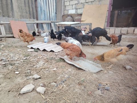 Qarışıq yerli toyuq sürüsü - Rəng və cins müxtəlifliyi: qəhvəyi — Bakı