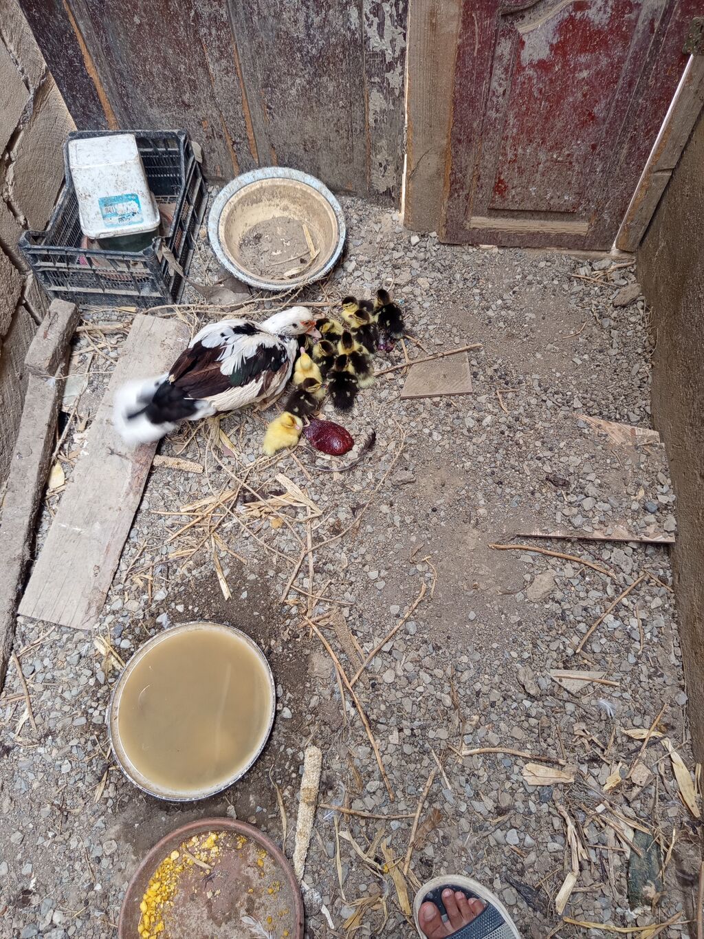 Salam. Lal ördək balaaları satılır tam sağlamdılar 12. dənədirlər — Heyvanlar, Qobu (2)