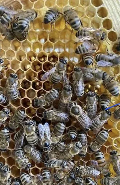 Ari ailəsi — Bakı