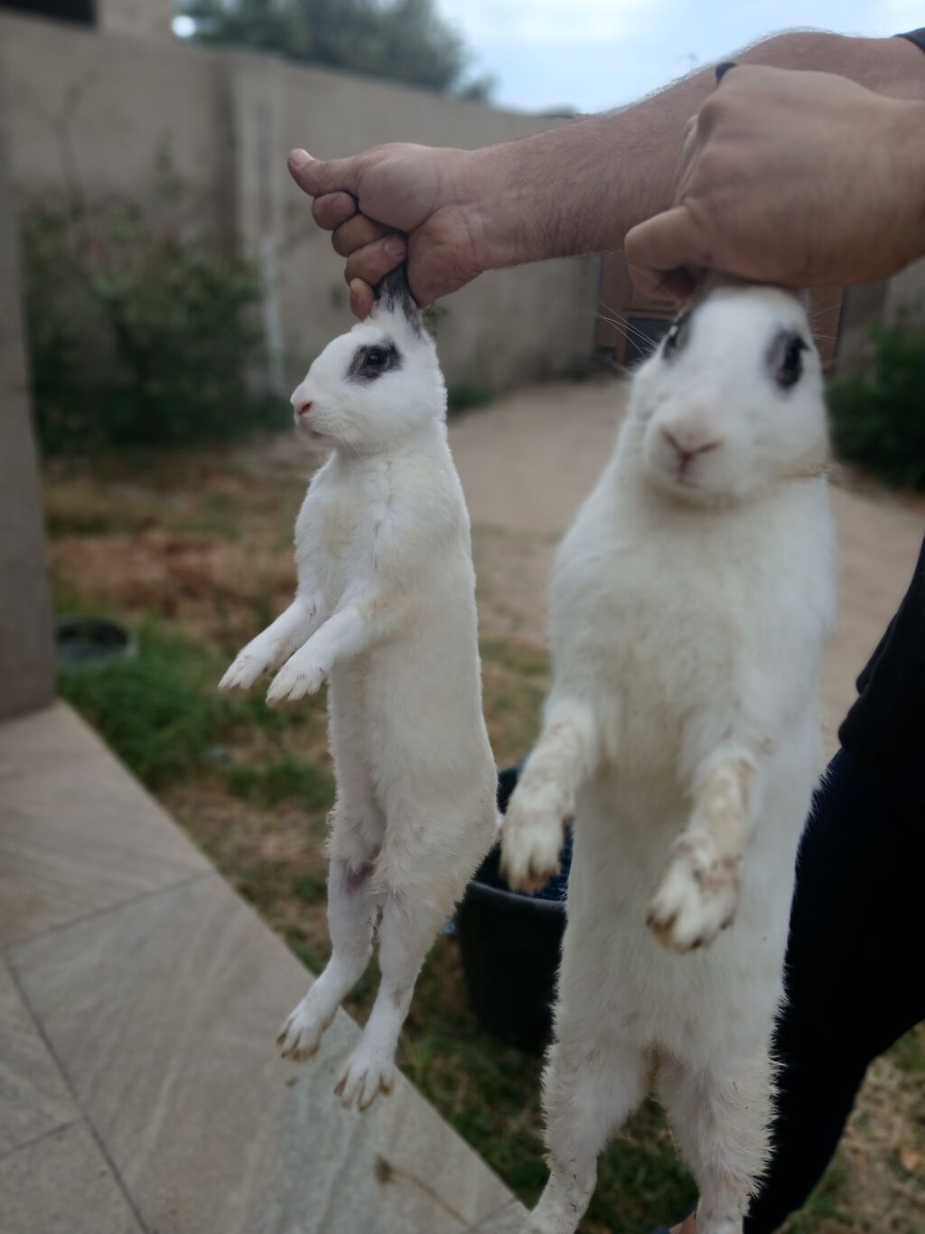 Ağ rəngli, qara naxışlı qulaq və göz ətrafı ləkələri olan dekorativ — Dovşanlar, Digah
