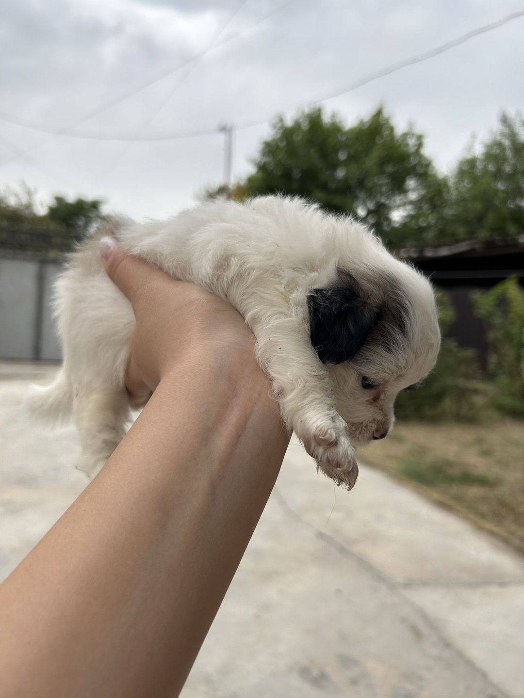 Pekines balası — Heyvanlar, Saatlı (6)