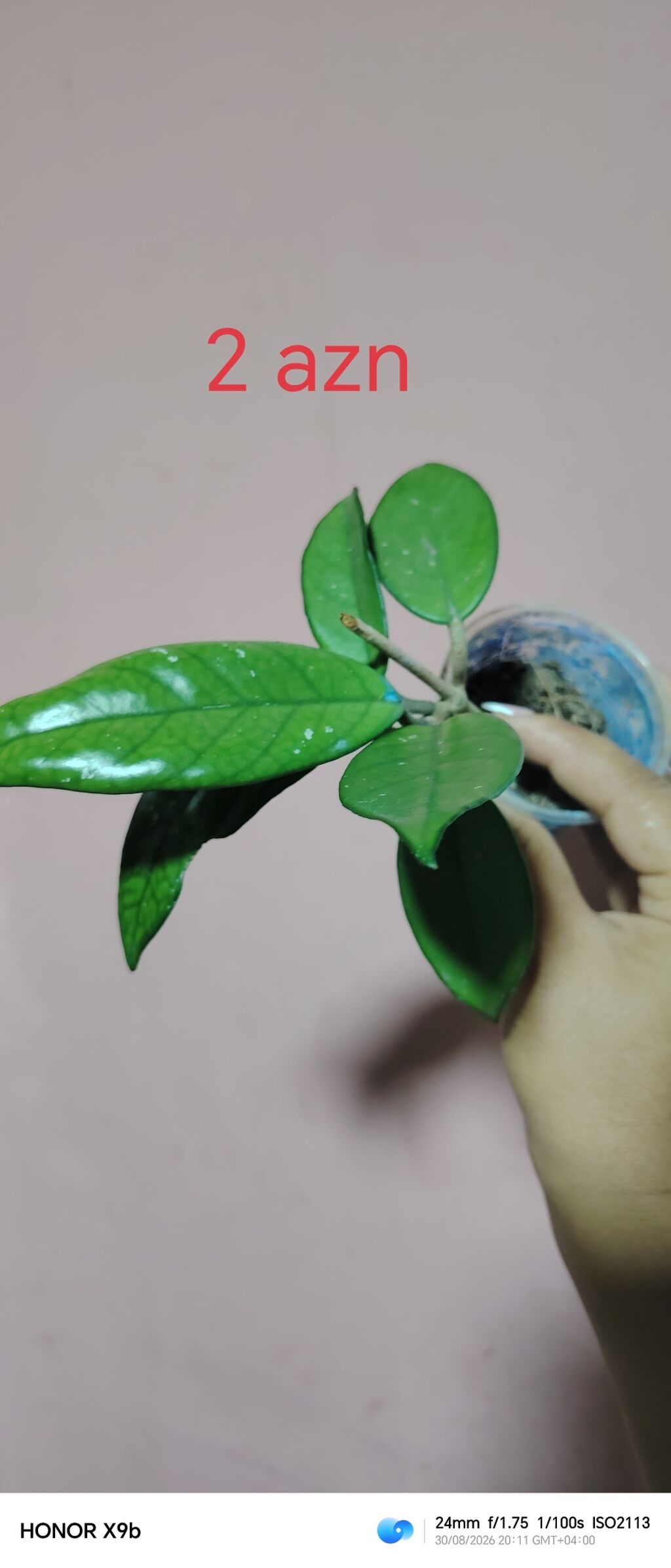 Otaq bitkiləri şitilləri - Sukulent (kiçik qara plastik dibçəkdə) — Çiçəklər, Bakı (2)