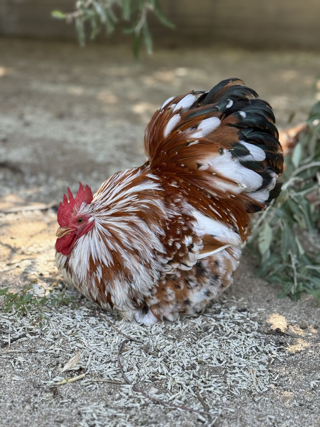 Porselen Karlik Koxin Toyuqlarin cucələri satişda. Cucə 20 azn. 1 — Heyvanlar, Mehdiabad (6)