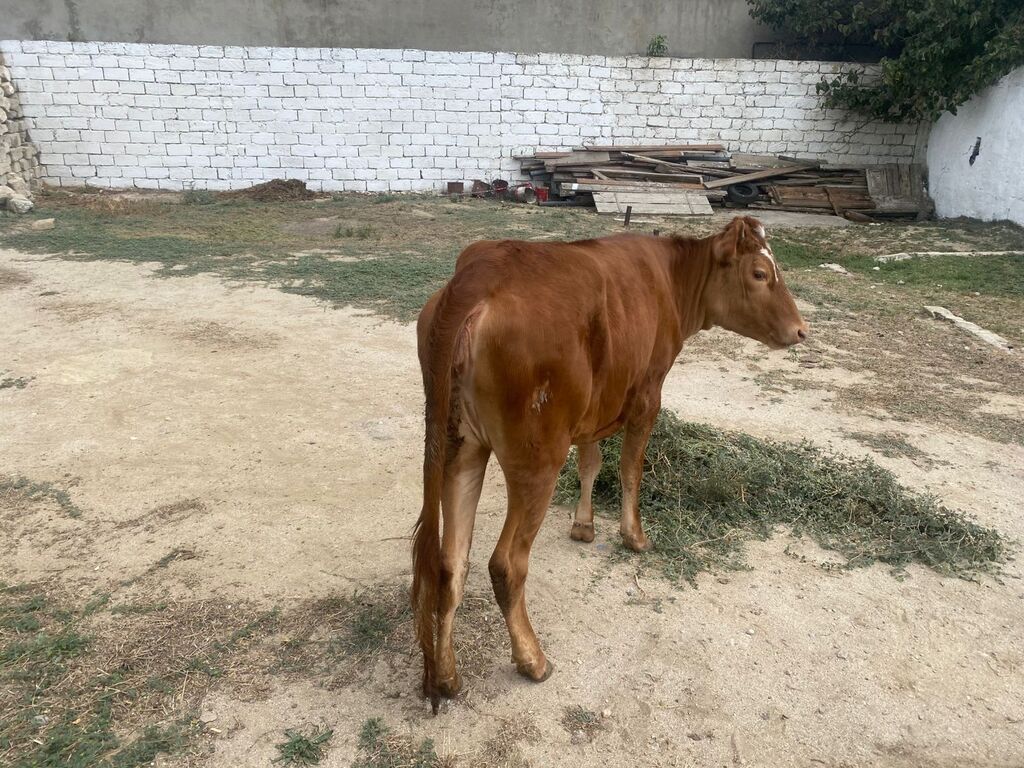 Dana, buzov, Dişi, ay: 8, Damazlıq — Heyvanlar, Digah (6)