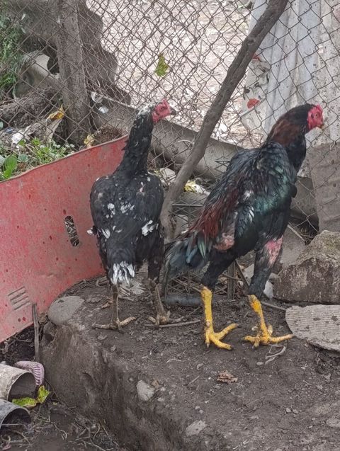 Heyratı — Qazax