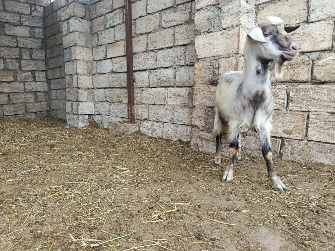 Çəpiş — Heyvanlar, Bakı (3)