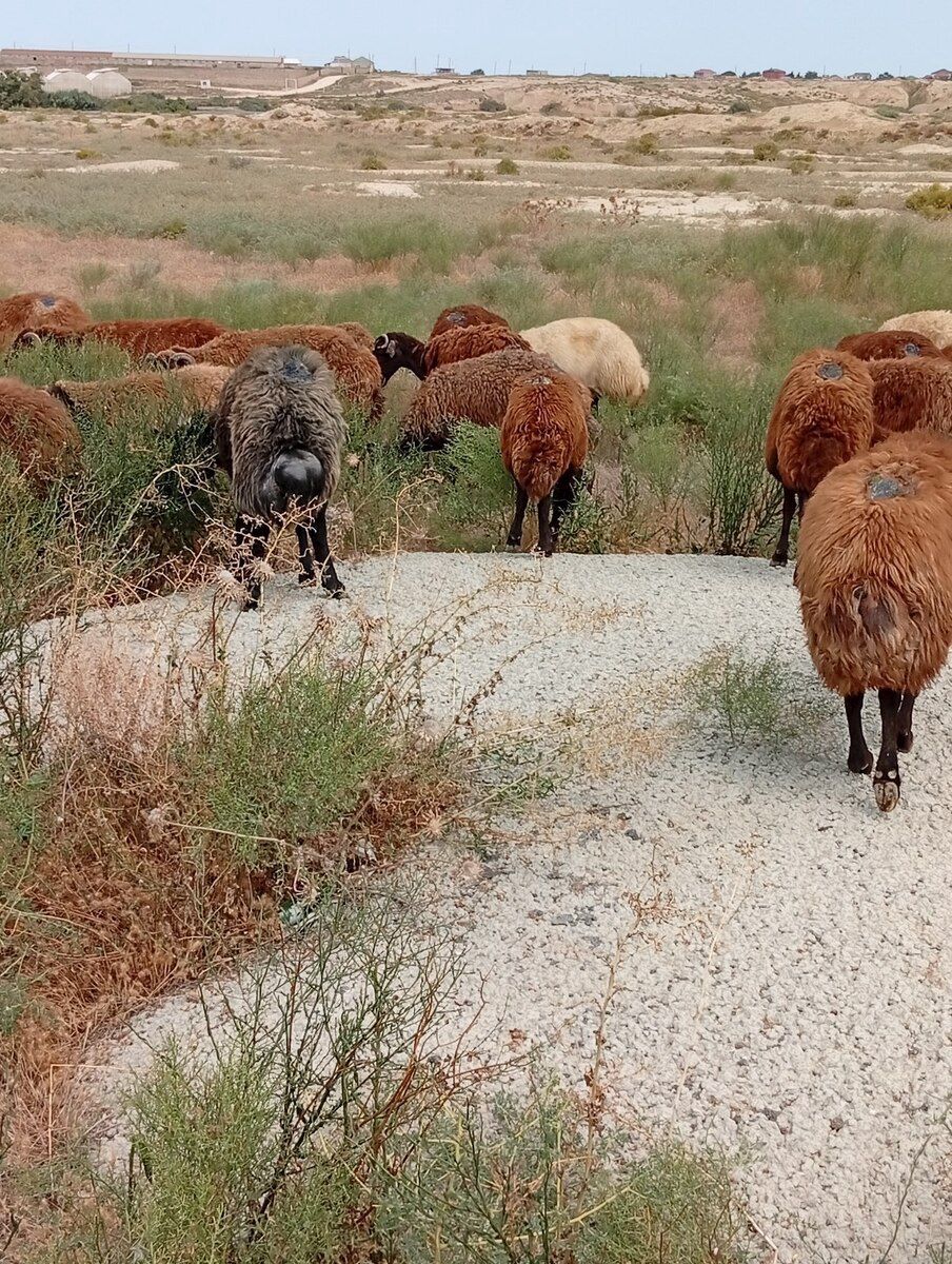 Qoyunlar — Heyvanlar, Bakı (12)