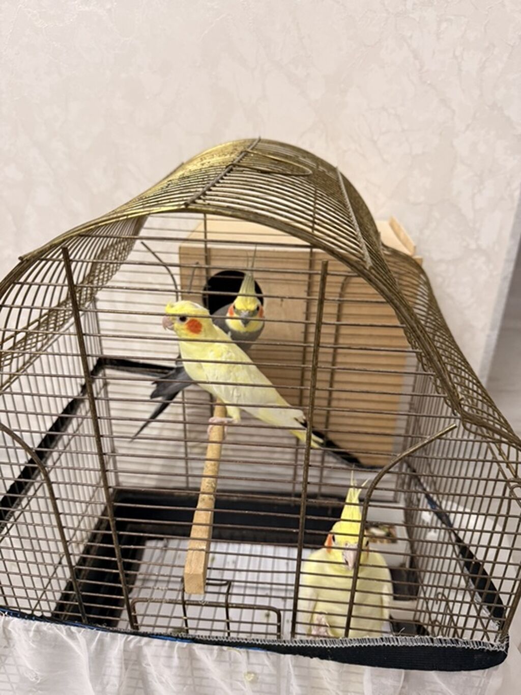 Nimfa (Cockatiel) papuqayları – evdə saxlanılan dekorativ quşlar — Quşlar, Quba (5)