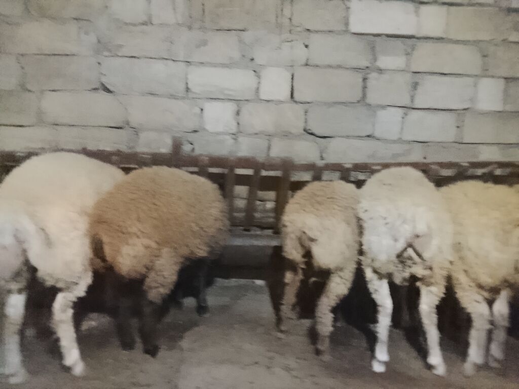 Qoyun sürüsü – ev şəraitində saxlanılır - Yerli cins ana qoyunlar — Heyvanlar, Qobu (5)