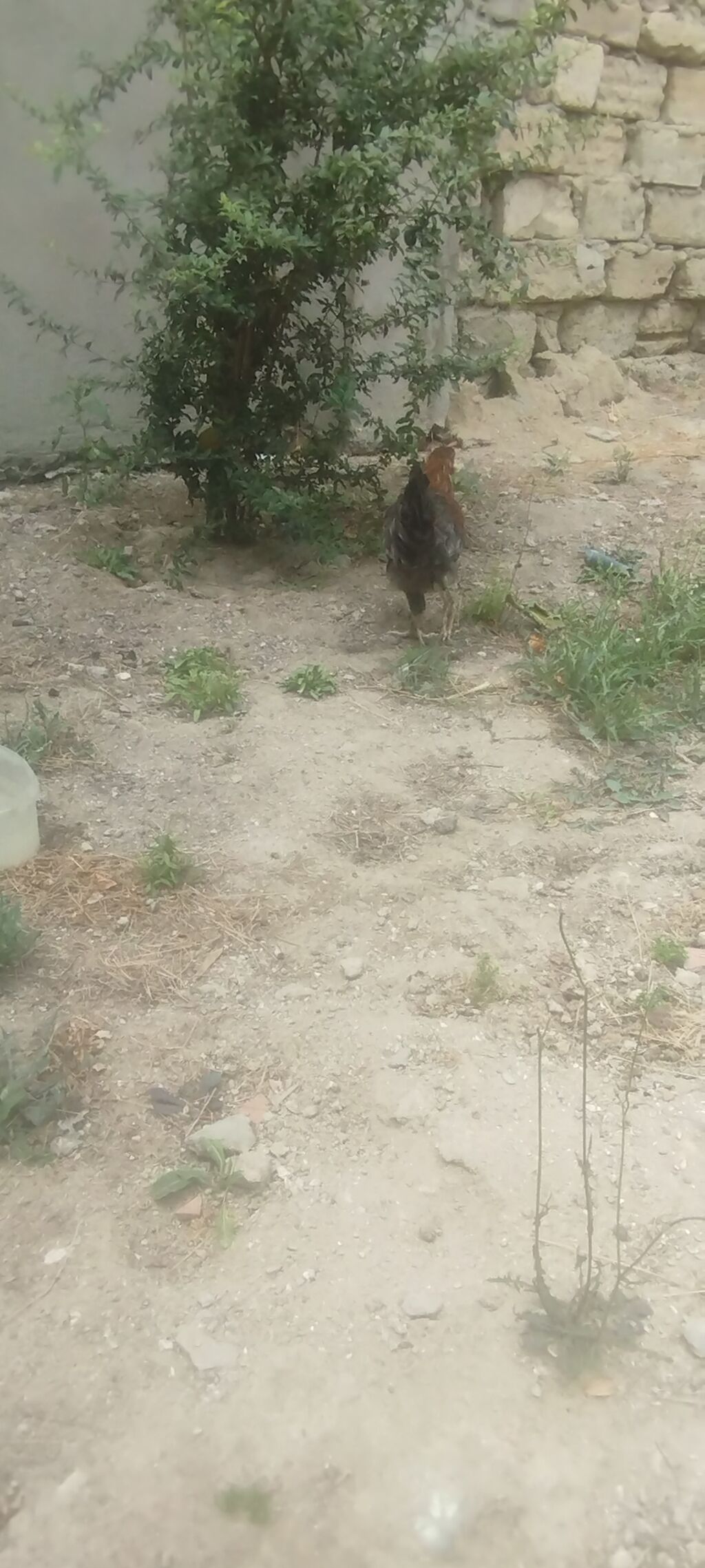 Cəmi 4 eded cavan kənd xoruzlar idi tecılı satilirMəhsul: Yerli — Heyvanlar, Digah (2)