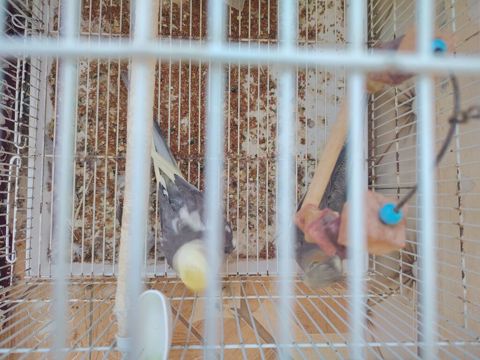 Nimfa (cockatiel) cütlüyü - Növ: Nimfa (cockatiel) – boz-ağ rəng — Qobustan