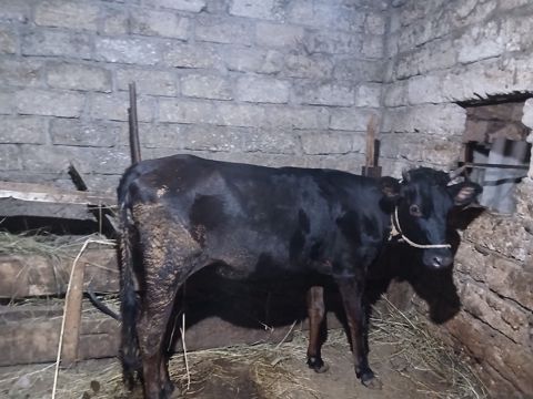 Dana — Xaçmaz