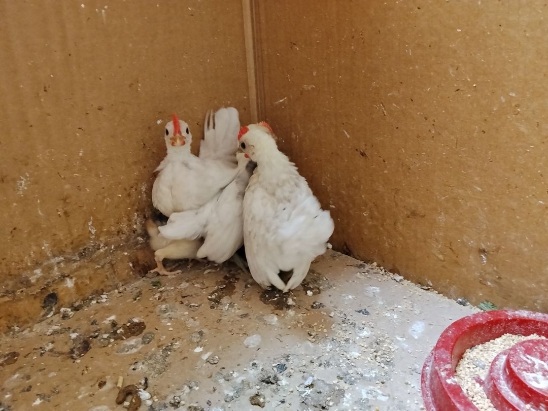 Serama cütü — Quşlar, Bakı (6)