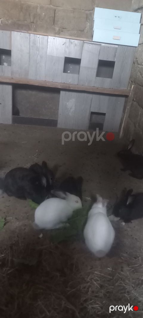 Dovşanlar – evdə bəslənən, sakit xasiyyətli, tez öyrəşən heyvanlar — Bakı