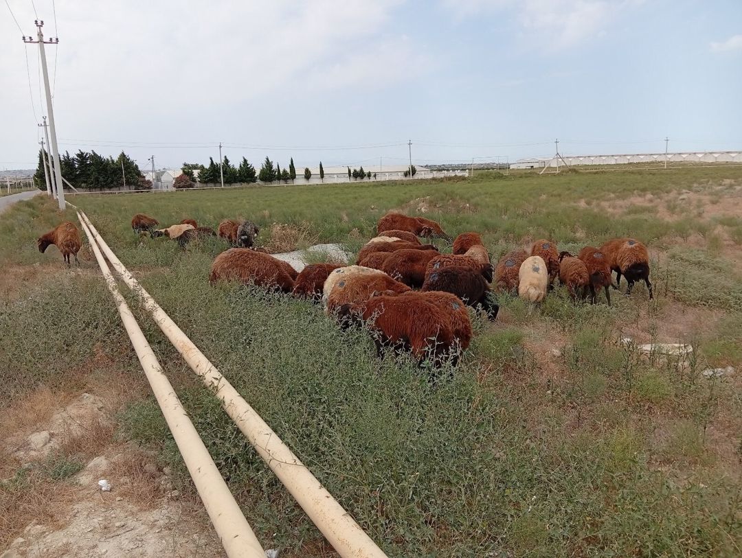 Qoyunlar — Heyvanlar, Bakı (2)