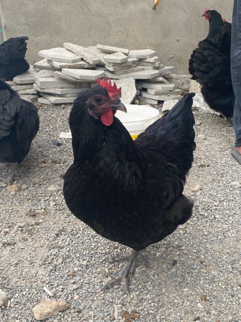 Mayalı avstralorp yumurtası — Bakı