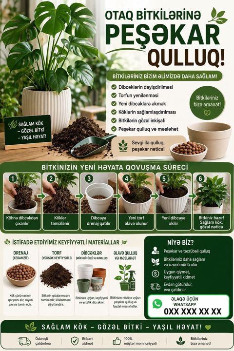 Otaq Bitkilərinə Peşəkar Qulluq Xidməti Gülləriniz zəifləyib — Digah