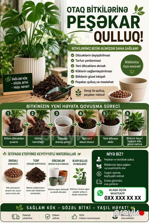 Otaq Bitkilərinə Peşəkar Qulluq Xidməti Gülləriniz zəifləyib — Digah