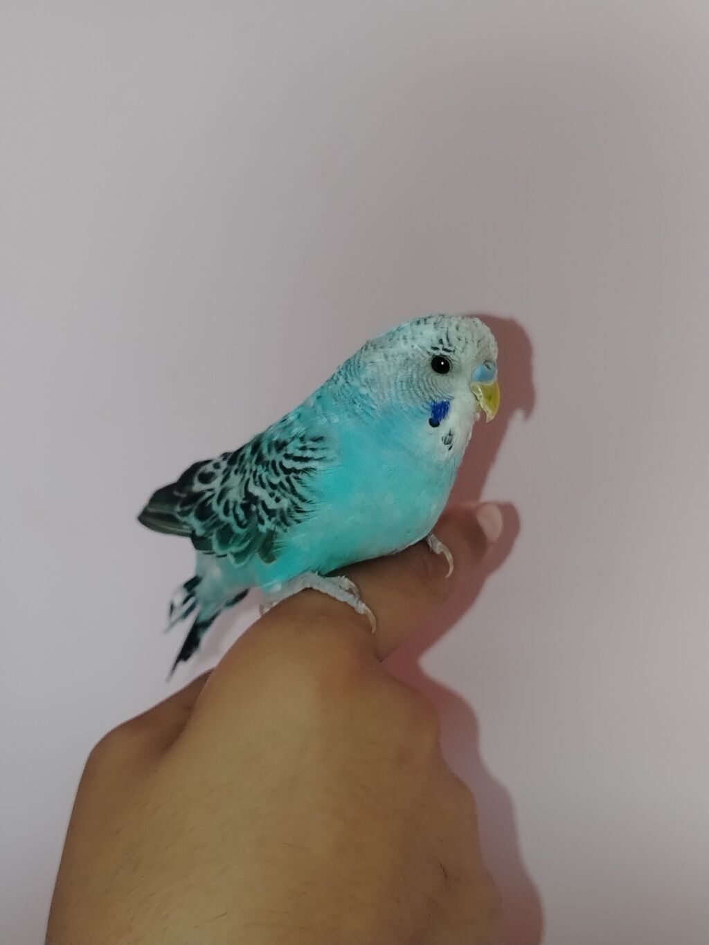 Məhsul: Dalmatin naxışlı mavi-bulat rəngli dalğa papuqayı (budgerigar) — Qəfəslər, Digah (2)