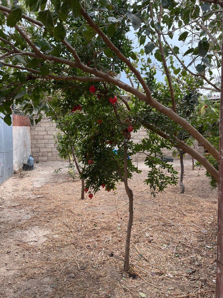 Həyət evi kirayə verilir, Hövsan qəs — Ev, villa, Bakı (11)