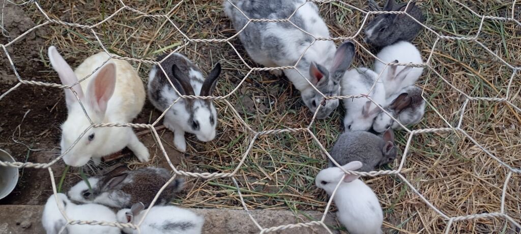 Ancaq balalari satılır biri 10 manat Dovşanlar – müxtəlif rəngli və — Dovşanlar, Xırdalan (2)