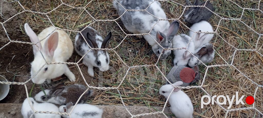 Ev təsərrüfatı üçün dekorativ-döşəmə cinsli dovşanlar - Rənglər: ağ — Dovşanlar, Xırdalan (5)
