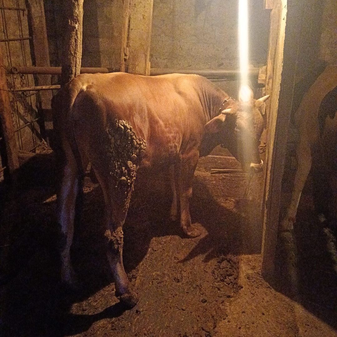 Dana — Heyvanlar, Bakı (5)