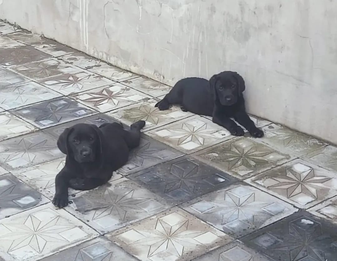 Labrador Retriver — Köpəklər, Bakı (4)