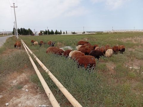 Qoyunlar — Bakı