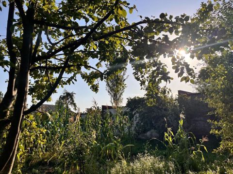 5 sot, Tikinti, Mülkiyyətçi, Kupça (Çıxarış) — İsmayıllı
