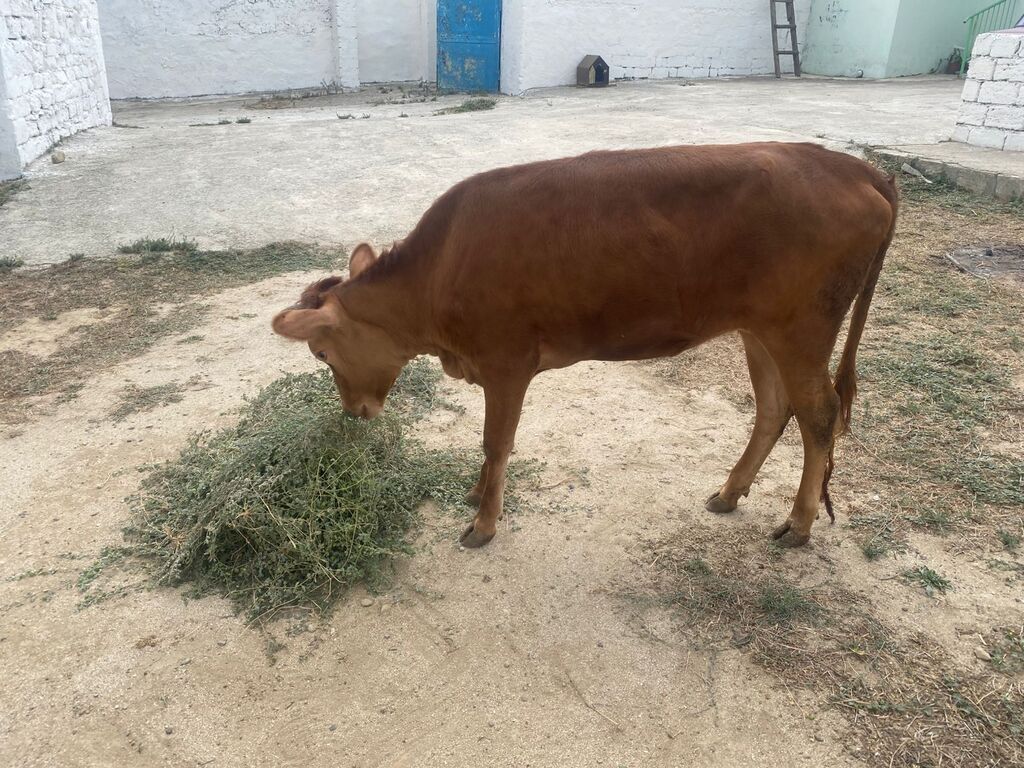 Dana, buzov, Dişi, ay: 8, Damazlıq — Heyvanlar, Digah (5)
