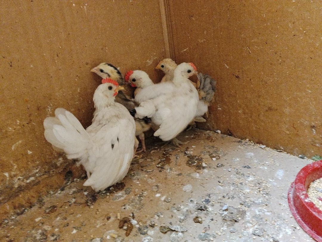 Serama cütü — Quşlar, Bakı (3)
