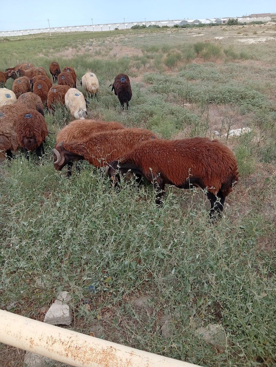 Qoyunlar — Heyvanlar, Bakı (5)