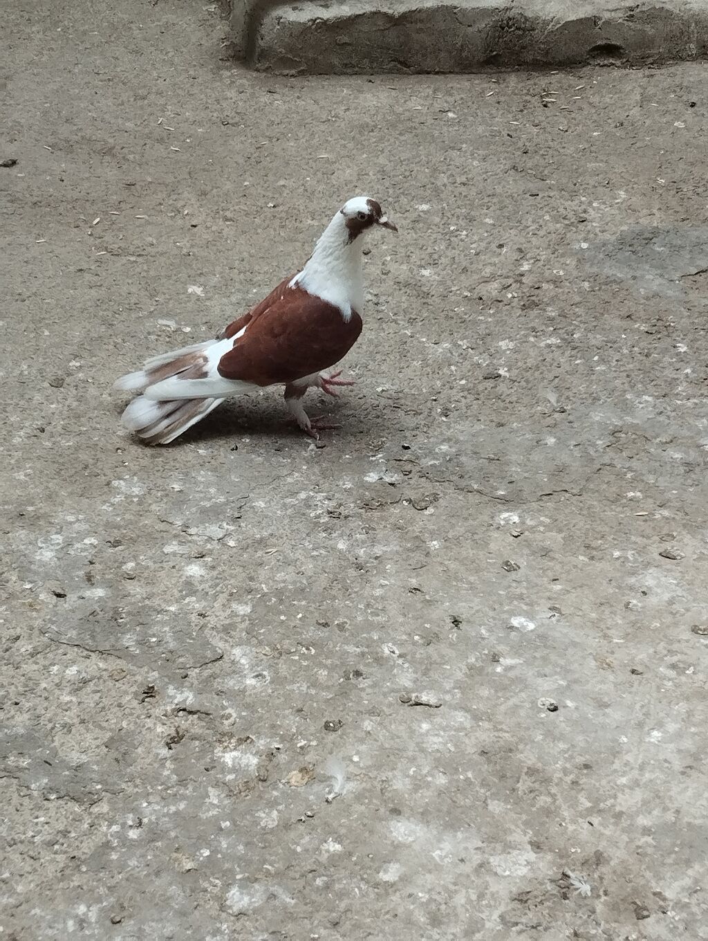 Saqlam qusdardi sec gotur 15m basqa qusdarda var — Quşlar, Bakı (5)